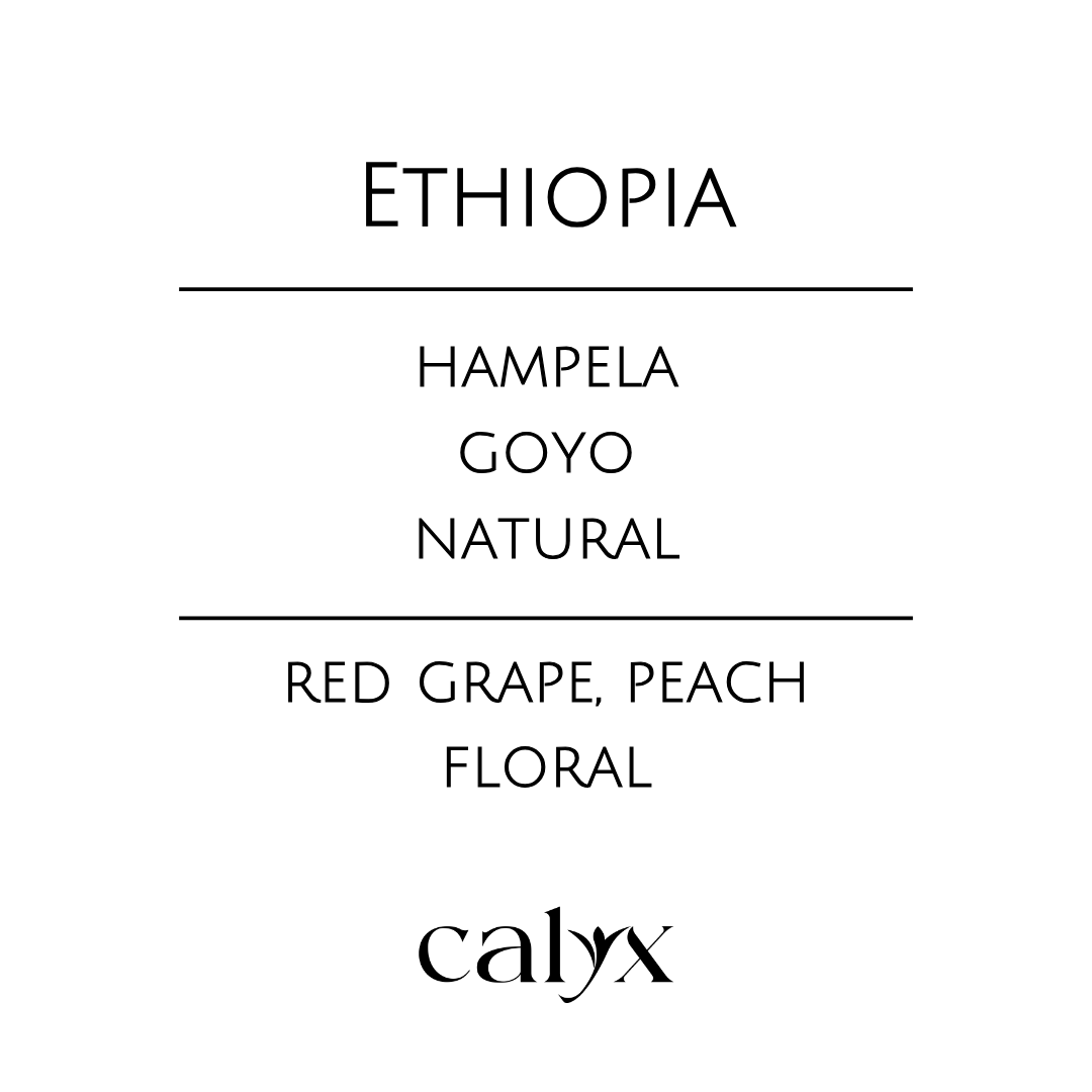 Ethiopia Hampela Goyo Natural 라벨